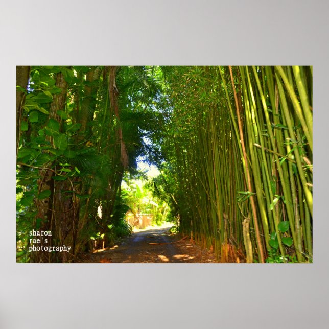 Poster da selva (Frente)