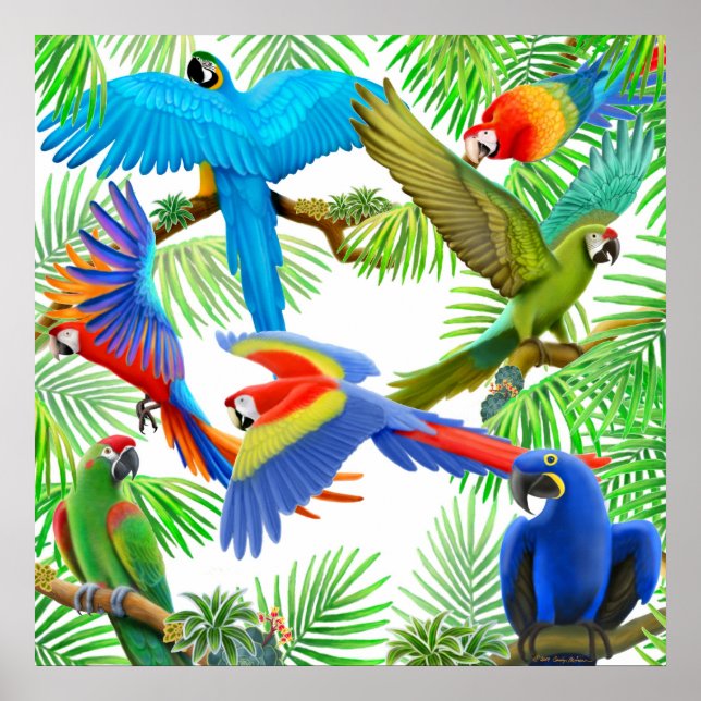 Poster da selva de macaw (Frente)