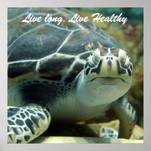 Poster da tartaruga