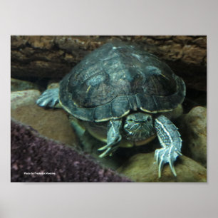Poster da tartaruga
