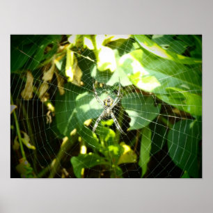 Poster da teia de aranha do Havaí