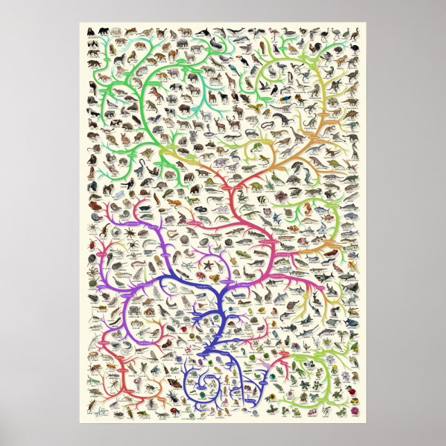 Poster da Teoria Darwiniana da Evolução (Frente)