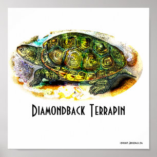 Poster da Texas-Diamondbacks-Tartaruga de água