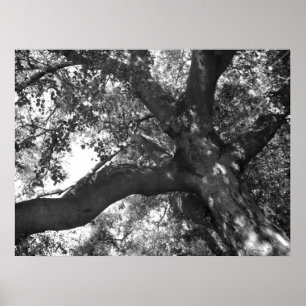 Poster da tranquilidade