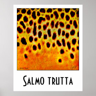 Poster da truta de Brown