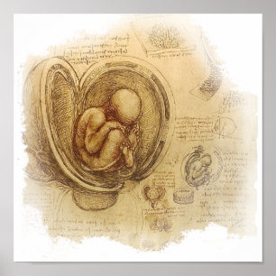 Poster da Vinci - esboço do embrião