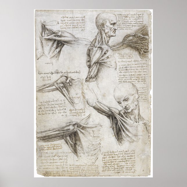 Póster Da Vinci, Leonardo - Estudo da Anatomia (Frente)