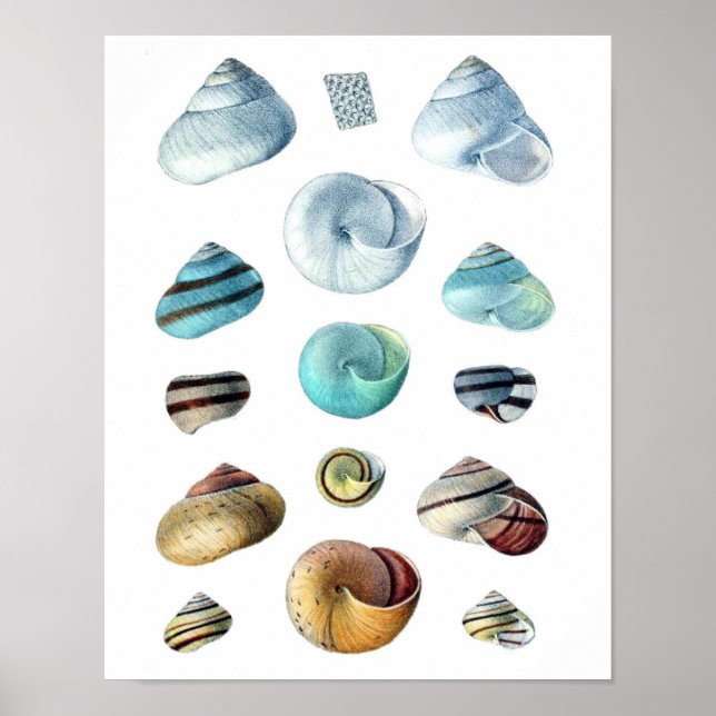 Poster da Vintage blue Seashells (Frente)