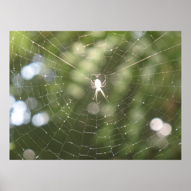 Poster da Web do aranha (Frente)