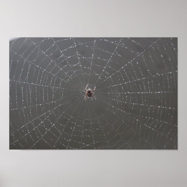 Poster da Web Spider (Frente)