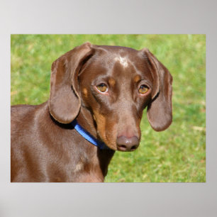 Poster Dachshund 
