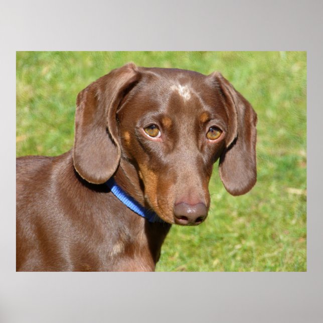 Poster Dachshund (Frente)