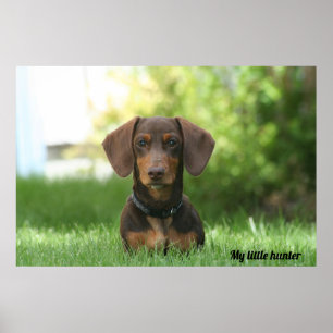 Poster Dachshund