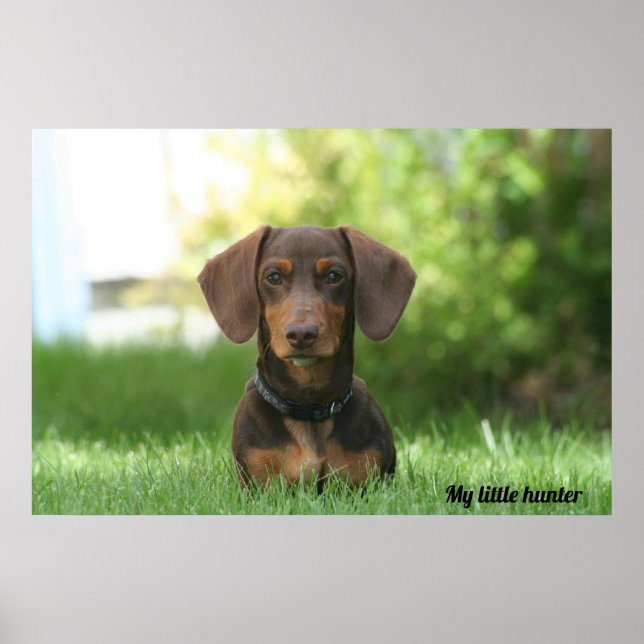 Poster Dachshund (Frente)