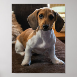 Poster Dachshund
