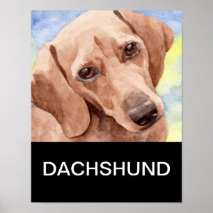 Póster Dachshund