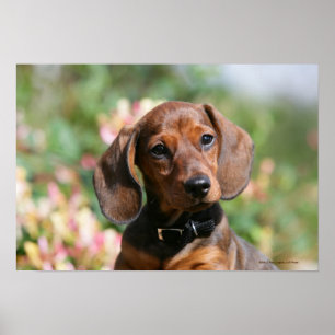 Póster Dachshund de Tan Miniture