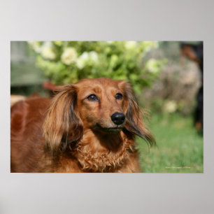 Póster Dachshund diminuto de cabelos compridos vermelho
