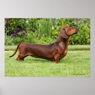 Póster Dachshund diminuto Liso-de cabelo