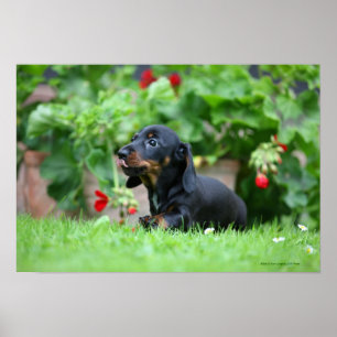 Póster Dachshund diminuto Liso-de cabelo 1