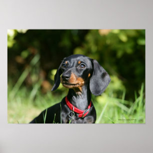 Póster Dachshund diminuto Liso-de cabelo 3