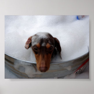 Póster Dachshund em Tub