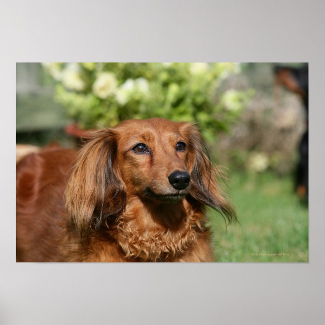 Póster Dachshund, Miniatura Vermelha de Cabelo Longo (Frente)