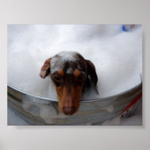 Póster Dachshund na cuba