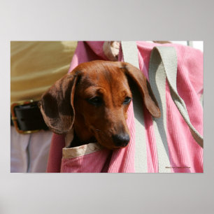 Poster Dachshund Puppy, Miniatura De Cabelo Suave