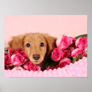 Poster Dachshund Puppy Surrounded by Roses