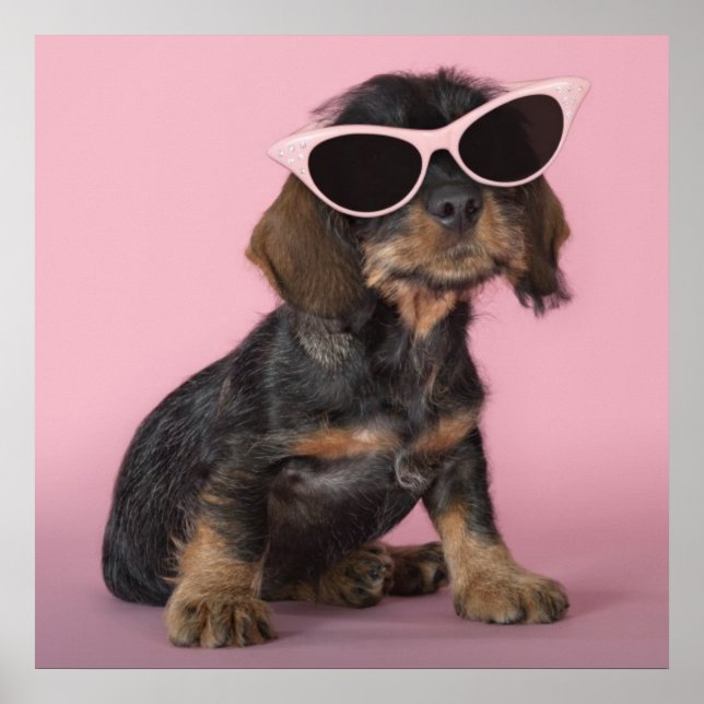 Póster Dachshund Puppy Vestindo óculos escuros (Frente)
