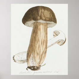 Poster Dados Coloridos de James Sowerby do Fungi Inglês