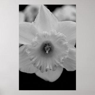 Poster Daffodil