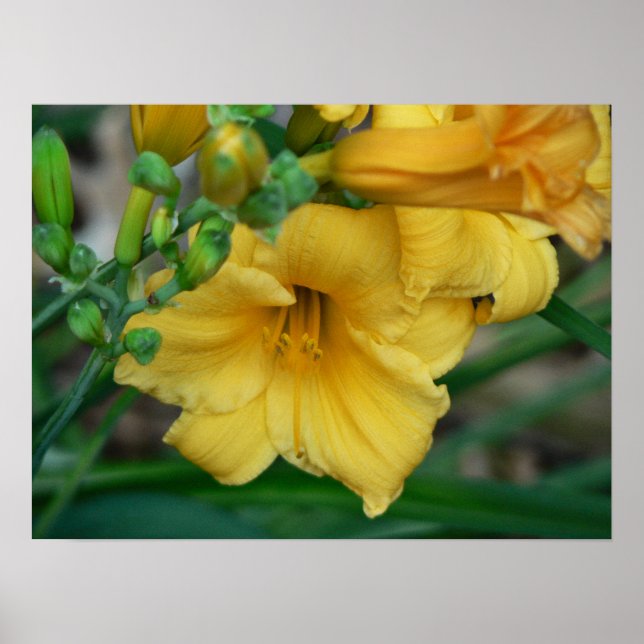 Póster Daffodil (Frente)