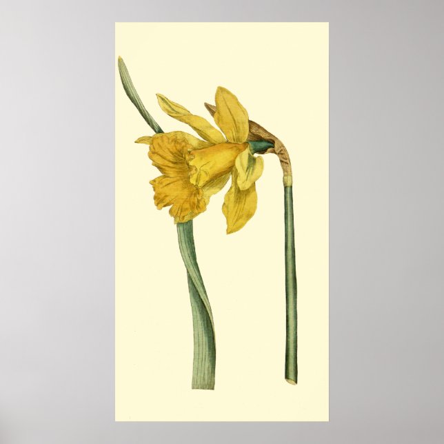 Póster Daffodil (Frente)