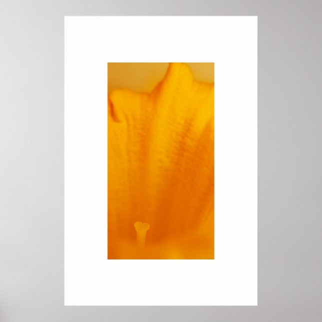 Póster Daffodil (Frente)