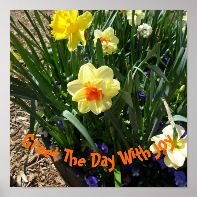 Poster Daffodil Amarelo (Frente)