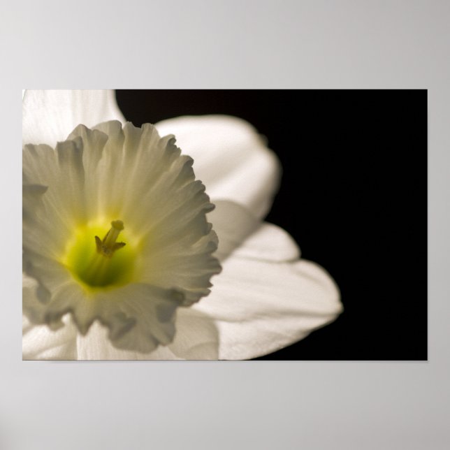 Póster Daffodil Branco com iluminação traseira (Frente)