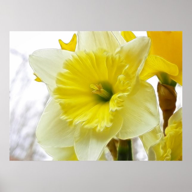 Póster Daffodil Branco E Amarelo (Frente)