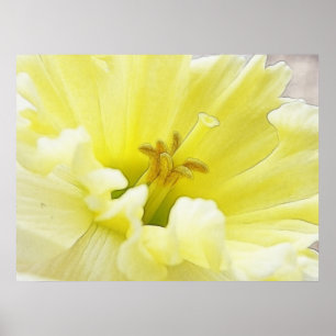Póster Daffodil delicado do primavera
