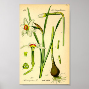 Poster Daffodil do poeta (Narcissus poticus)