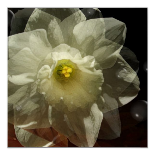 Póster Daffodil Dreams (Frente)