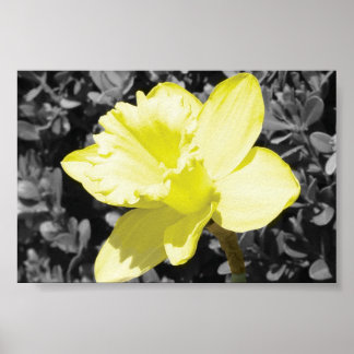 Póster Daffodil Em Bloom