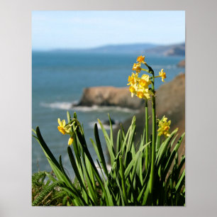 Póster Daffodil Flowers na Costa do Pacífico, retrato 1 
