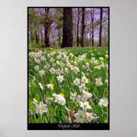 Daffodil Hill