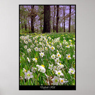Póster Daffodil Hill
