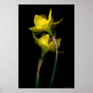 Poster Daffodil I