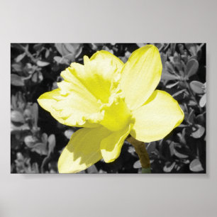 Póster Daffodil na flor