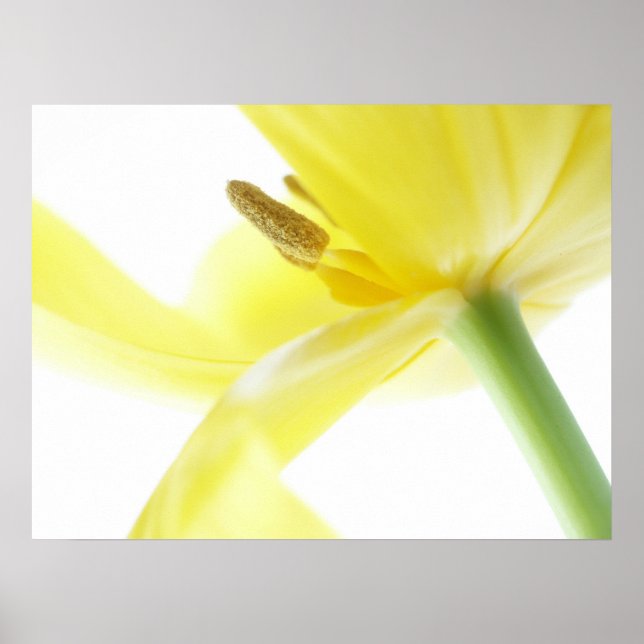 Póster Daffodil / Narciso (Frente)