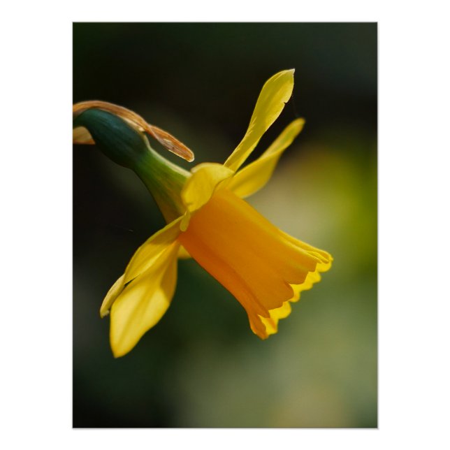 Póster Daffodil Poster (Frente)